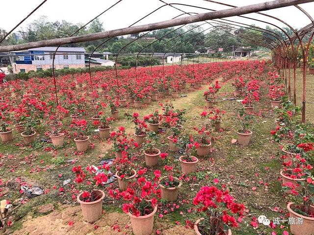 发现南宁这条街买绿植性价比高 比花鸟市场还好逛