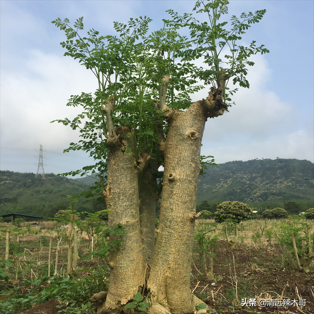 专栏｜辣木种植与市场开发：种植前景与价值