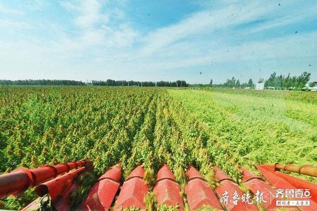 “超级谷物”藜麦在齐河大面积种植成功