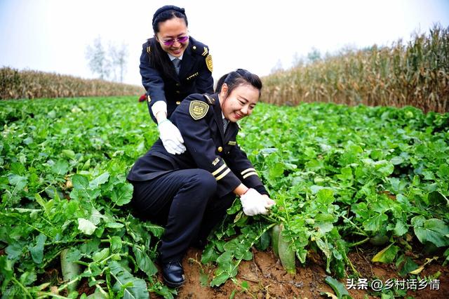 种植秋萝卜想高产，方法在这里，从种到收全方位讲解，看后就能用