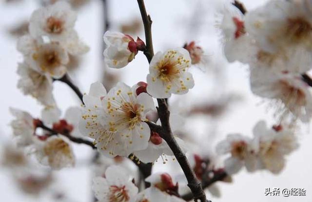 梅花栽培技术