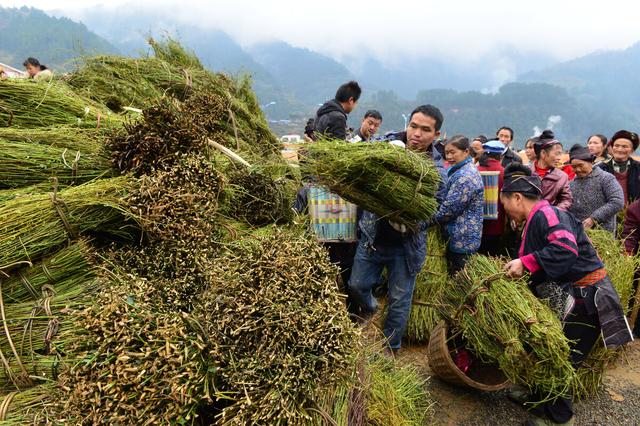 一位地道的药农，说出了中药材种植的那些困境，挣钱从来不容易