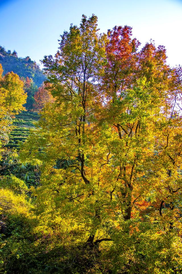 岭南叶正红，广东有座“红枫茶山”