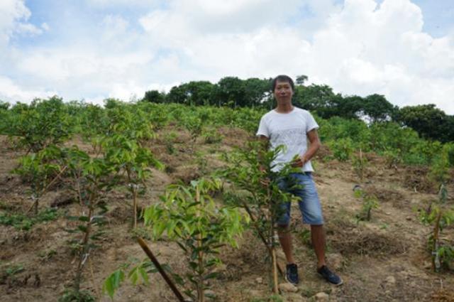 高品质绿奇楠沉香种苗的大量生产、培育出优质的沉香种苗技术