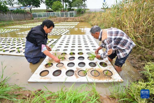 “水上种植”助农增产增收