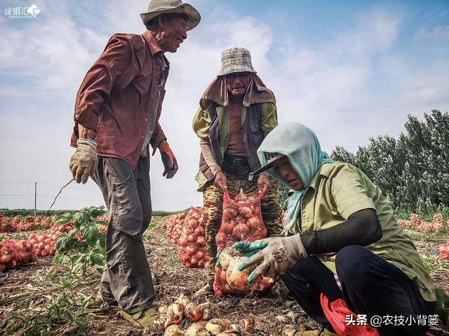 秋季将迎来洋葱种植季，学会这些播种管理技巧，每亩多收几百斤