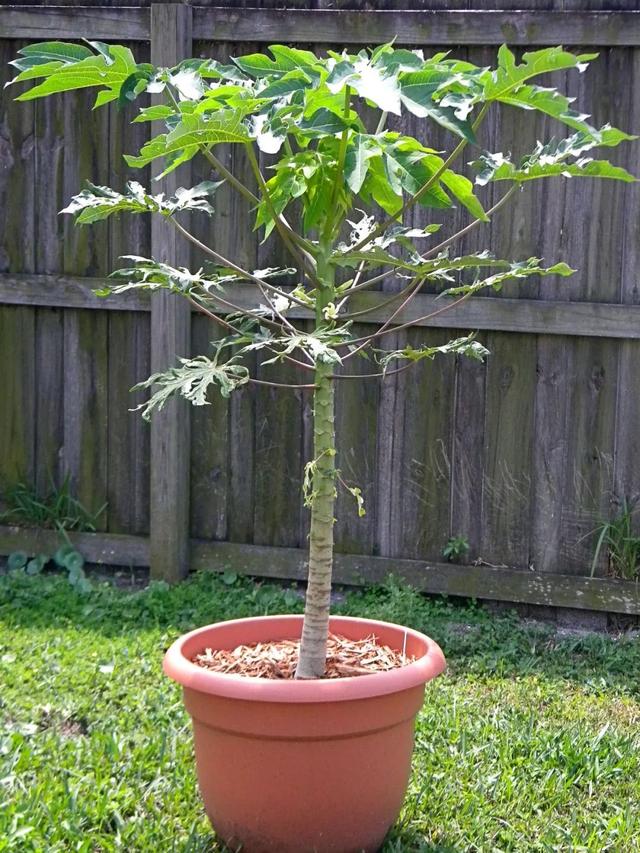 用番木瓜的籽播种培育幼苗，养成阳台的盆栽观叶植物