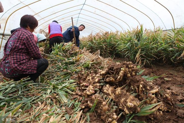 生姜种植技术：生姜进入收获季节，生姜如何进行种植？