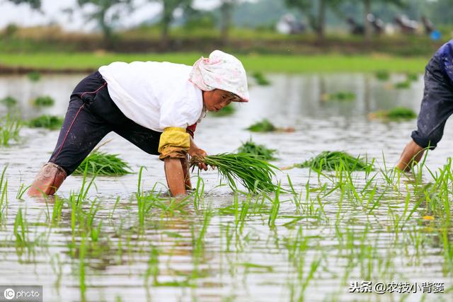 水稻如何种植管理，后期才能实现增产增收？