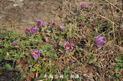 白头翁分布在山岗、荒坡及田野间，叶片呈卵形，花萼蓝紫色