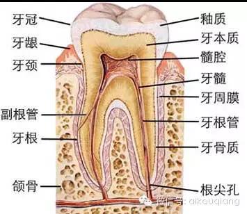 口腔解剖图谱