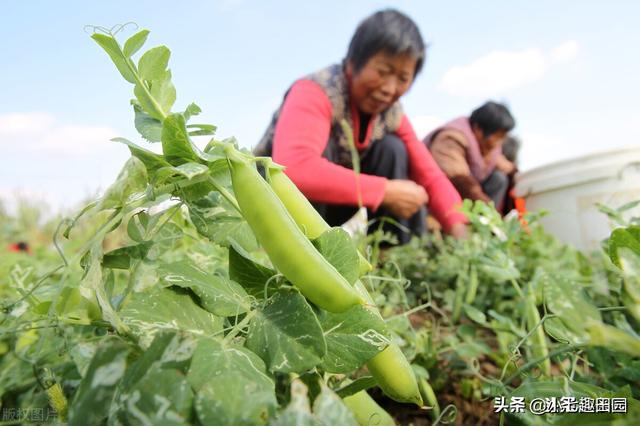 绿色高效种植模式发展概况，创建高效多元作物搭配复种经济