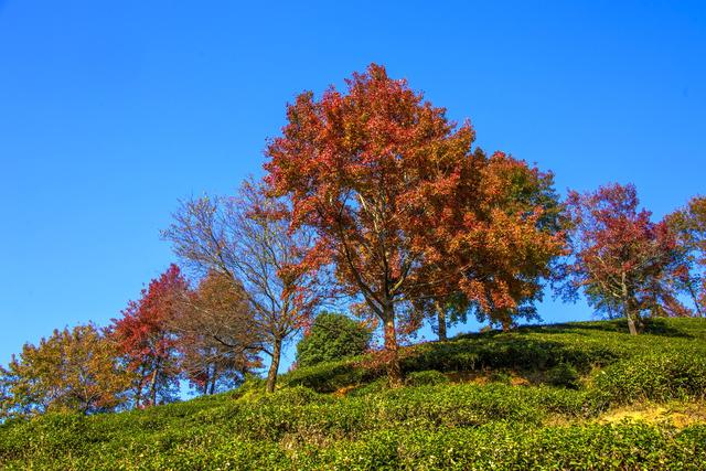 岭南叶正红，广东有座“红枫茶山”