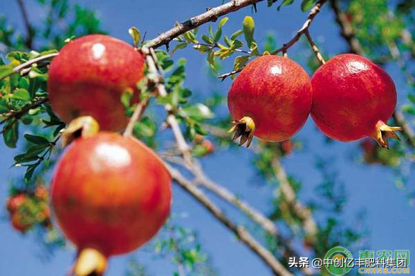 石榴种植技巧介绍，做到了这几点轻松高产