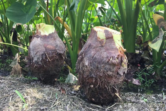 芋头优质高产栽培关键技术