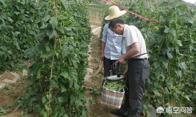 架豆王种植五部曲，教你种出高产架豆王