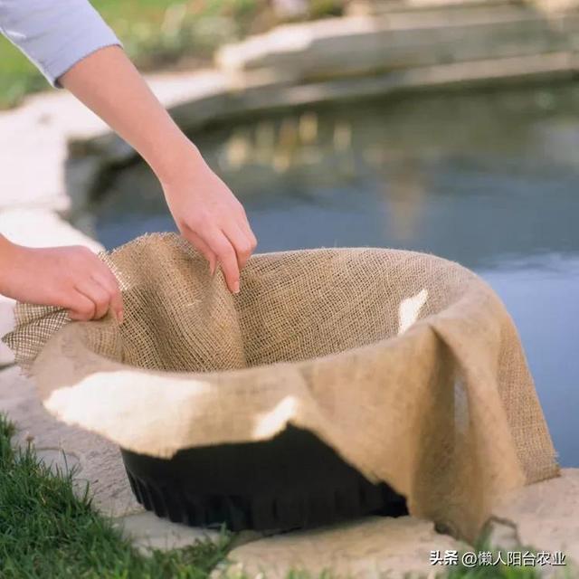 水上花园教程：用容器种植睡莲的六个简单步骤