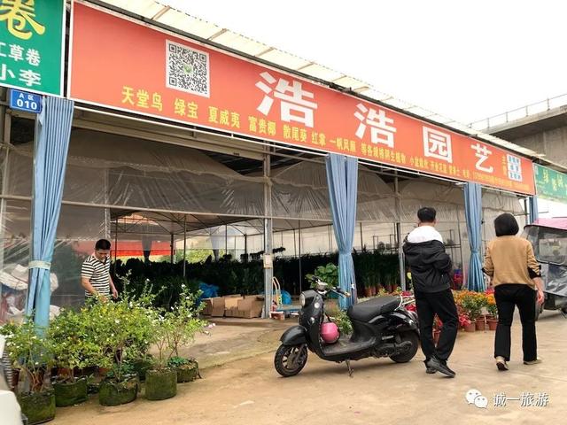 发现南宁这条街买绿植性价比高 比花鸟市场还好逛