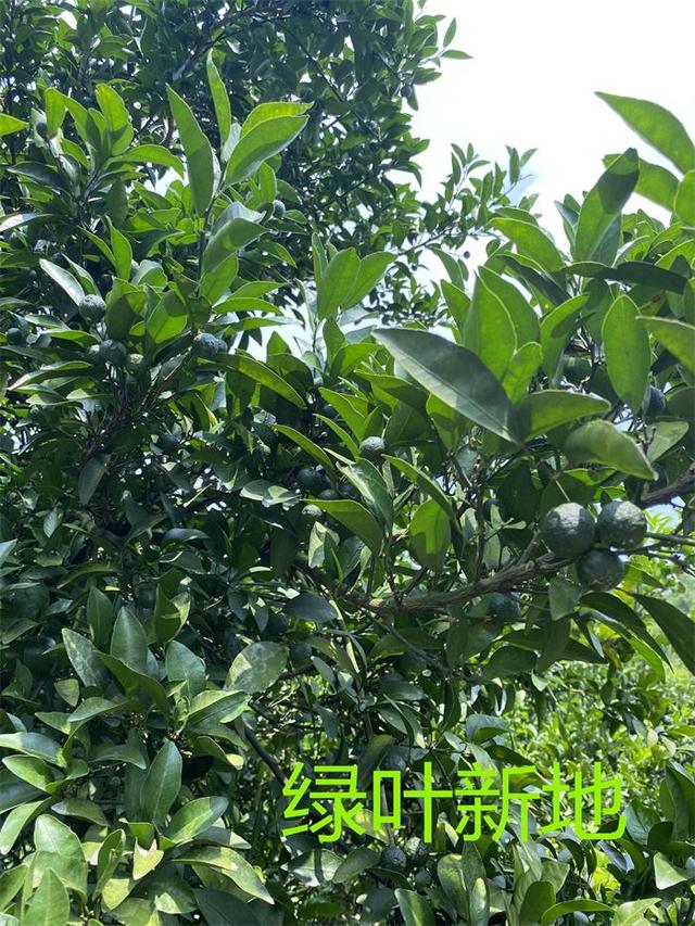 你的青皮蜜桔还准备砍树吗？用了绿叶新地你会想扩大种植面积