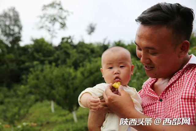 石泉试种贵州蜂糖李获成功 一家人辛苦3年尝到最好吃的李子