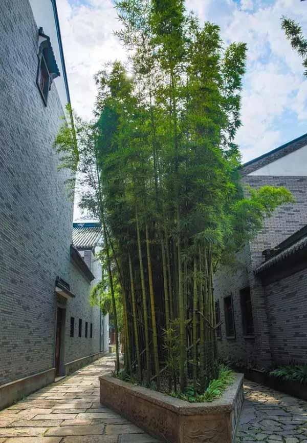 常见植物种植的风水玄学