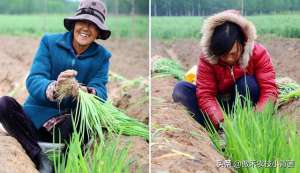 小葱怎么种植方法(大葱一年种植几次？具体什么时间种植？播种育苗有哪些技术要点？)