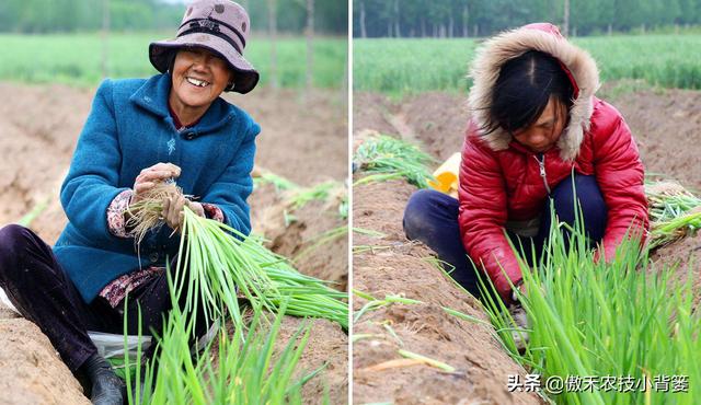 大葱一年种植几次？具体什么时间种植？播种育苗有哪些技术要点？