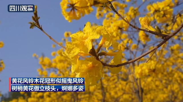 花景上新！这次是金灿灿的黄花风铃木