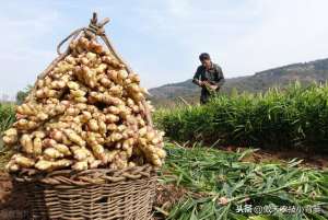 种植生姜图片(大姜种植管理抓好几点，个头大、产量高、品相好、卖价高)