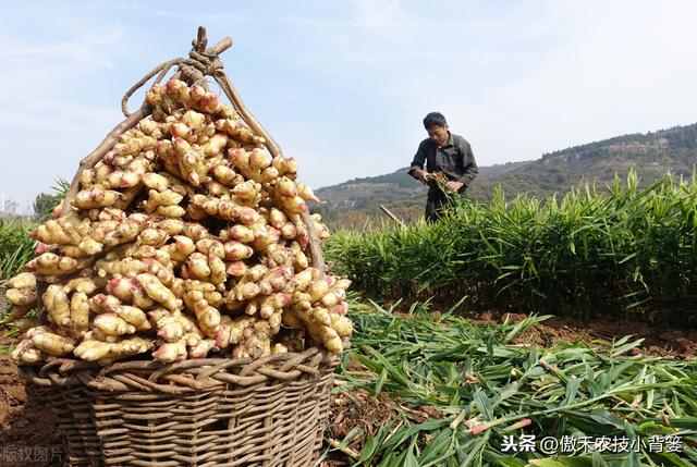 大姜种植管理抓好几点，个头大、产量高、品相好、卖价高