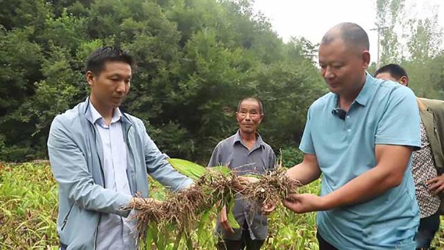 农村小伙负债三百万创业，扎根深山种植中药材，带一千户农民致富