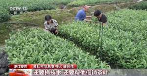 种植安吉白茶前景(“中国白茶第一村”因何巨变？种茶+卖茶，还有“茶+N”产业融合)