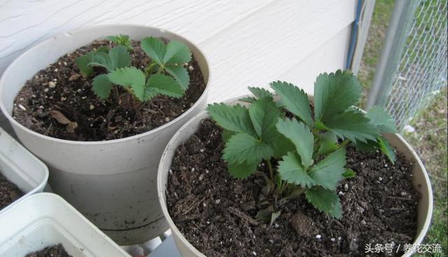 用这六个技巧在阳台窗台上种盆栽草莓，四季都可以栽种