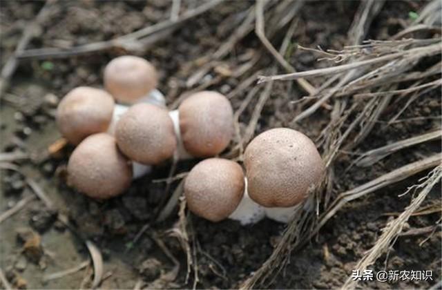 致富有道｜姬松茸高产栽培技术及病虫害防治措施，种植扶贫新道路