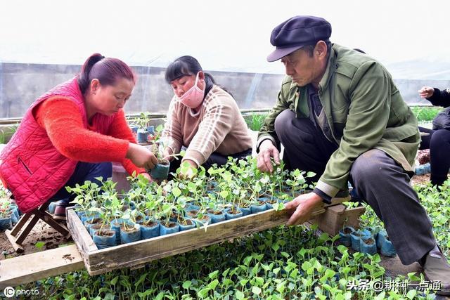 大棚甜瓜高效栽培技术