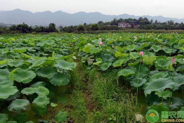 莲藕什么时候种植合适？高产莲藕需掌握的种植方法