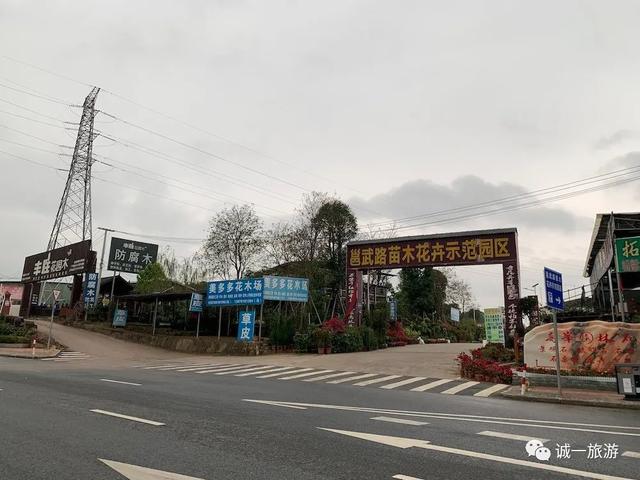 发现南宁这条街买绿植性价比高 比花鸟市场还好逛