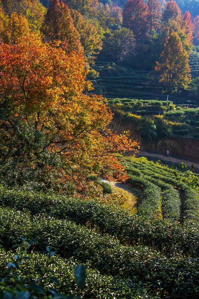 岭南叶正红，广东有座“红枫茶山”