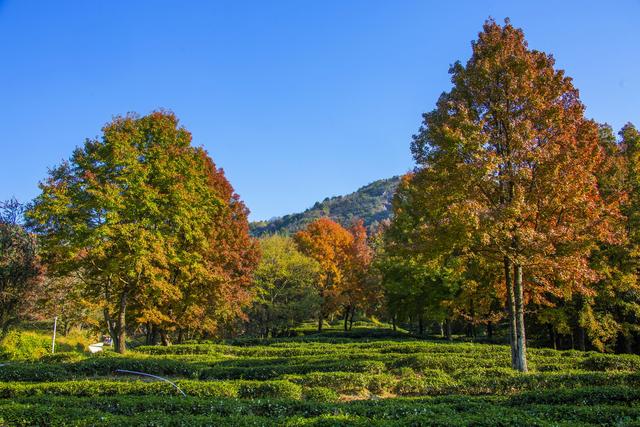 岭南叶正红，广东有座“红枫茶山”