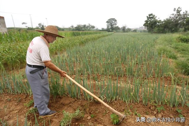 大葱一年种植几次？具体什么时间种植？播种育苗有哪些技术要点？