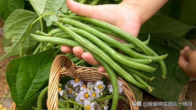 这些品种的豆角都不用搭架，一摘就是一筐，种一些太省心了