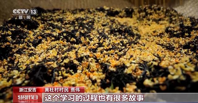 “中国白茶第一村”因何巨变？种茶+卖茶，还有“茶+N”产业融合