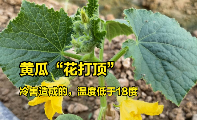 反季节种植，不同蔬菜最佳生长“温度”多少？精准数据分享