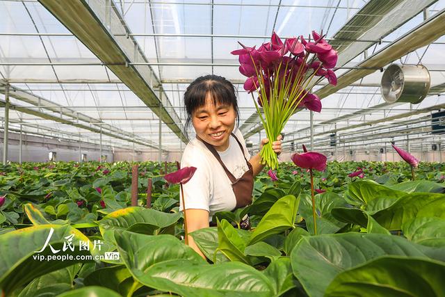 河南清丰：鲜切花远销一线城市