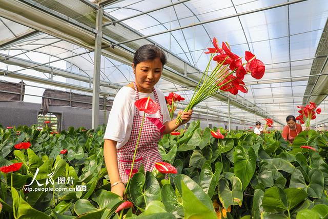 河南清丰：鲜切花远销一线城市