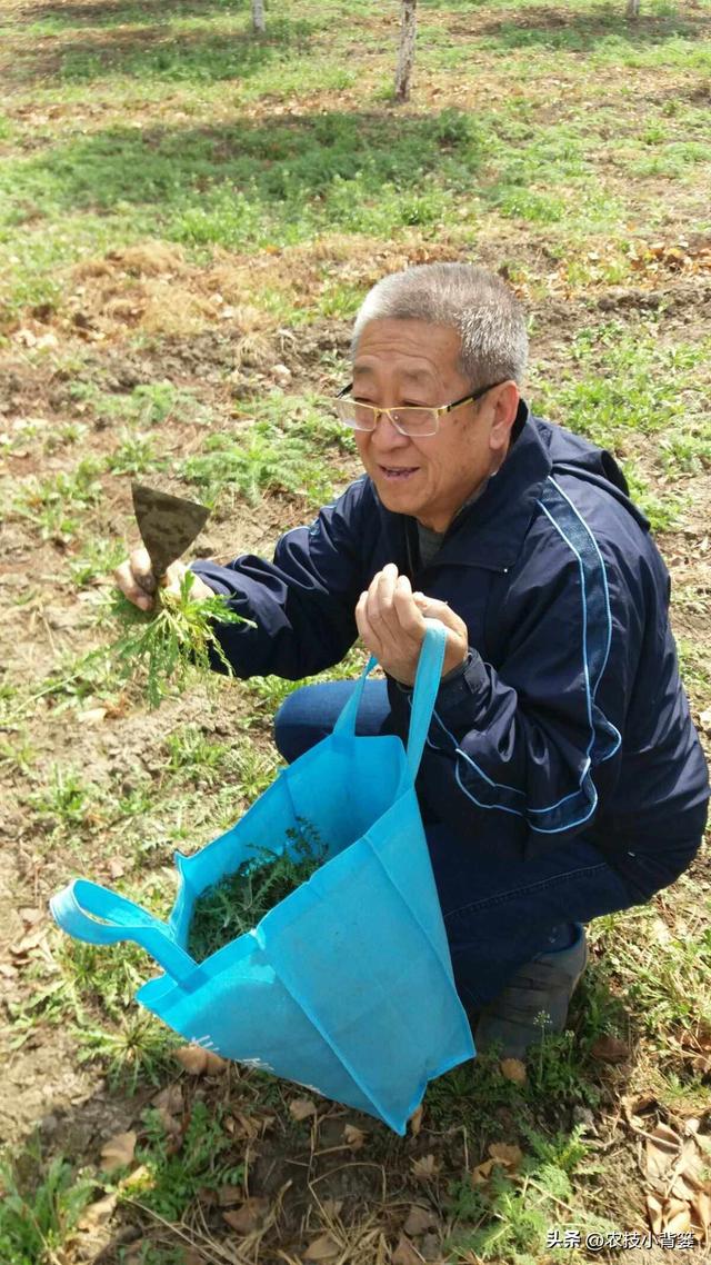 荠菜四季都能种，种植方法很简单！看完这篇文章你也能种出好荠菜