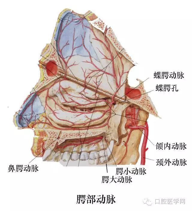 口腔解剖图谱