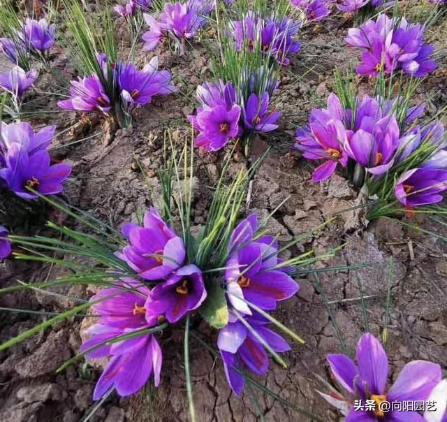 ​藏红花也能盆栽，种到土里就发芽，花蕊摘下来，留着泡水喝