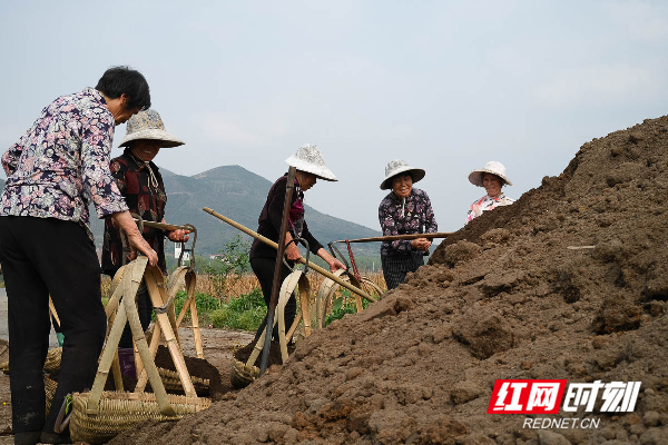 湖南蓝山：莲子基地施肥忙