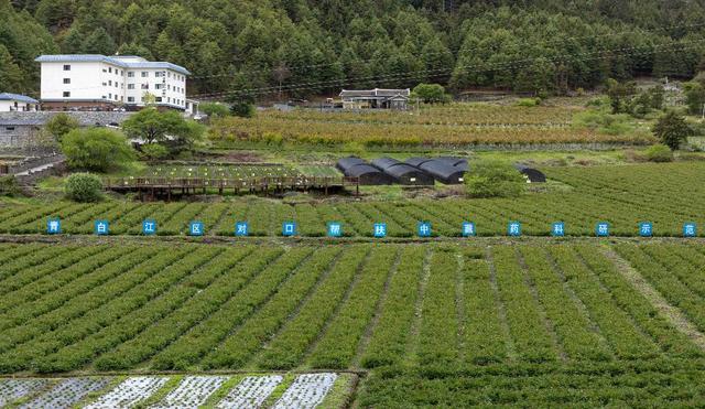 一朵芍药花撬开乡村振兴门 四川九龙县高原中藏药科研基地推动中藏药产业“加速跑”